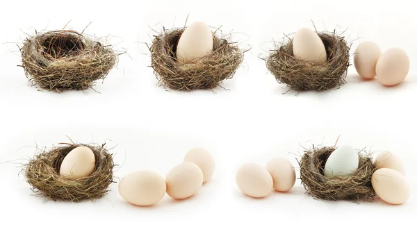 Composition with empty nest and big eggs inside the small nests, — Stock Photo, Image