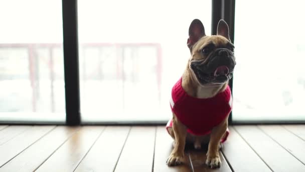 かわいい犬の服を着た面白いかわいい休日の赤いかわいいセーター。背景に窓を。犬クリスマスの楽しいコンセプト — ストック動画