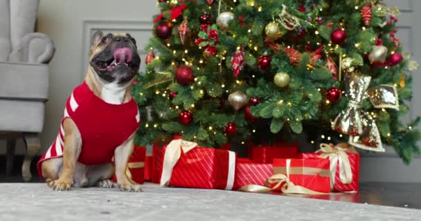 かわいい犬の服を着た面白いかわいい休日の赤いかわいいセーター。背景にクリスマスツリー。犬クリスマスの楽しいコンセプト — ストック動画