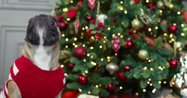Śmieszne cute pies mops ubrany wakacje czerwony ładny sweter. Choinka na tle. Pies Boże Narodzenie zabawa pomysł — Wideo stockowe
