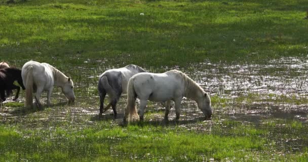 Лошади у водопоя в горной долине. Красивый пейзаж. Одна из лошадей бьется копытом. Алтайская природа. — стоковое видео