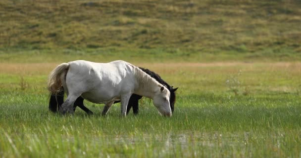 Belos cavalos pastam no prado. Dois cavalos, branco e preto, comer grama suculenta e beber água com apetite. — Vídeo de Stock