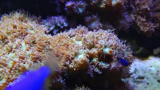 Seeanemonen Raubtiere der Ordnung actiniaria — Stockvideo