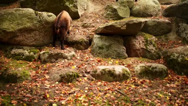 Bhutan Takin (Budorcas taxicolor whitei) — Stockvideo