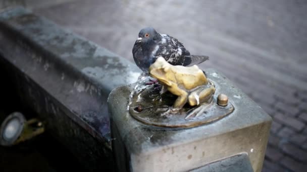 Скальный голубь в Торуни, Польша — стоковое видео