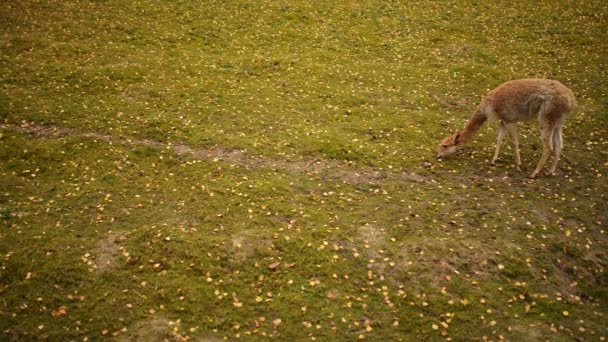 El Guanaco (Lama guanicoe ) — Vídeos de Stock