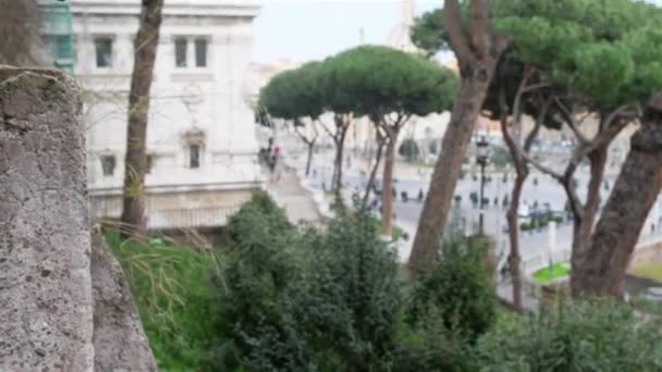 Große graue möwe in rom, italien — Stockvideo