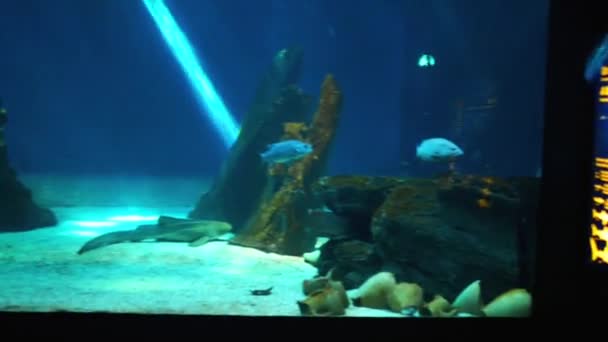 Pessoas em aquário através de tubarões predadores — Vídeo de Stock