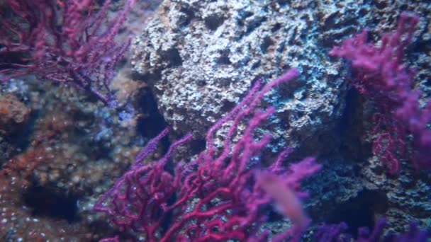 Undervattensvärld med olika fiskar — Stockvideo