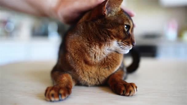 Abyssinian cat with brown — Stock Video
