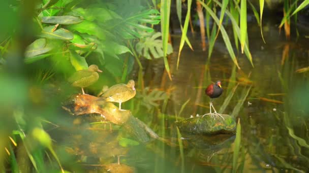 Wattled Jacana (Jacana jacana) — Stock video