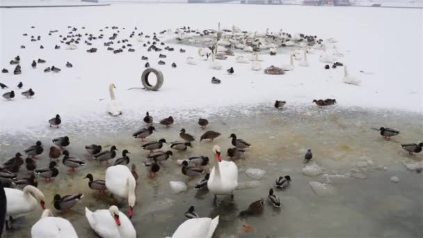 Ducks and swans in the ice-hole — Stock Video