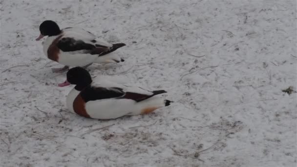 Pato pardo común (Tadorna tadorna ) — Vídeos de Stock