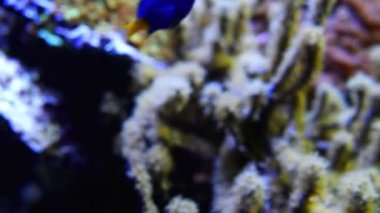 Deniz anemon Actiniaria sırasını yırtıcı