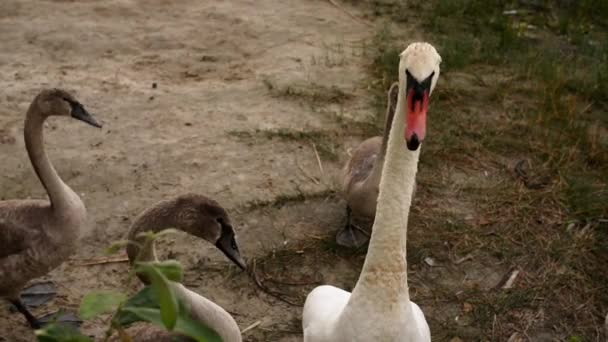 Hattyúk a madarak család belül Cygnus Anatidae — Stock videók