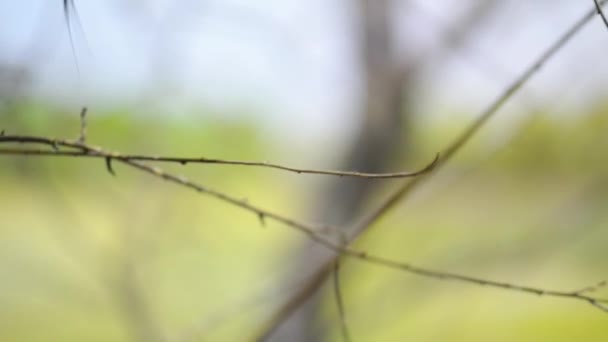 Pinzón guldiano (Erythrura gouldiae ) — Vídeo de stock