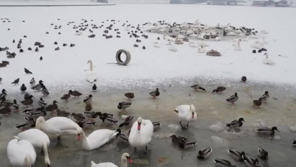 Patos e cisnes no buraco de gelo — Vídeo de Stock