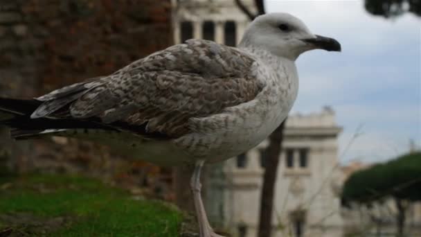 Große graue möwe in rom, italien — Stockvideo