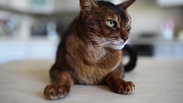 Абиссинская кошка с коричневым — стоковое видео