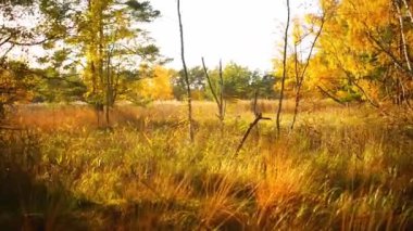 sonbahar yaprak döken orman