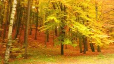 sonbahar yaprak döken orman