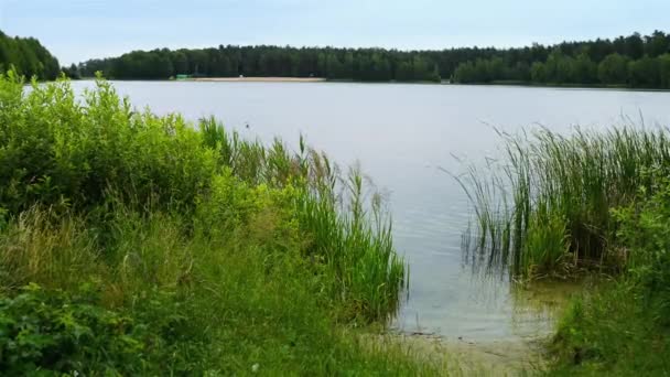 Des fourrés de roseaux sur le lac — Video