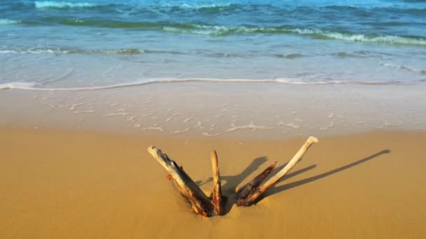 Dry tree branch laying on sandy shore — Stock Video