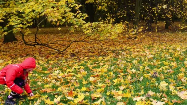 Kleines Mädchen sammelt herbstliche gelbe Blätter — Stockvideo