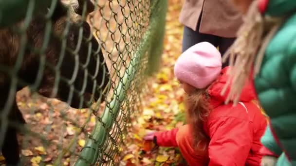 Klein meisje in een rode jas feeds Bhutan Takin — Stockvideo