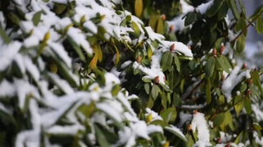 Azaleas çiçekli çalılar, cins ormangülü vardır