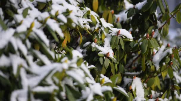 Οι αζαλέες είναι ανθίζοντας θάμνοι, γένος Rhododendron — Αρχείο Βίντεο