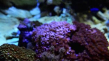 Farklı balıklar ile sualtı dünyası