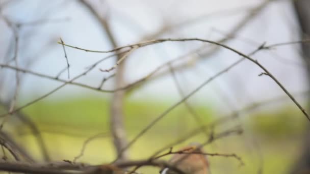 Gouldian finch (Erythrura gouldiae) — Stock video