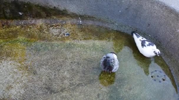 Gołębie wody pitnej w kamiennej fontannie — Wideo stockowe