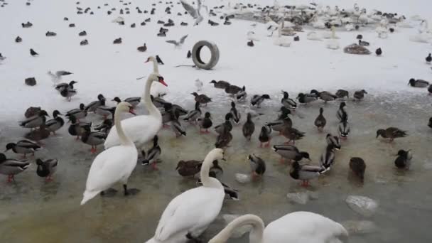 Ducks and swans in the ice-hole — Stock Video