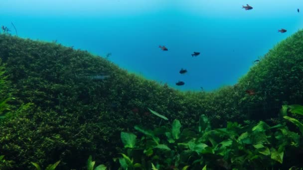 Oceanarium birçok farklı tür-in balık ile — Stok video