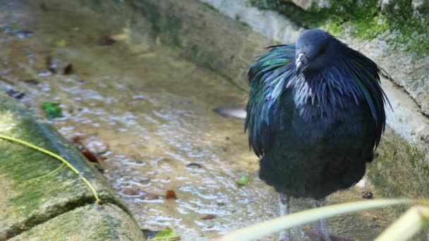 Pombo Nicobar (Caloenas nicobarica ) — Vídeo de Stock