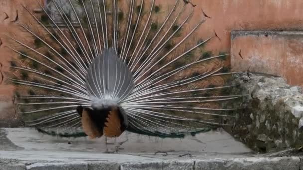 Indian peafowl or blue peafowl (Pavo cristatus) — Stock Video