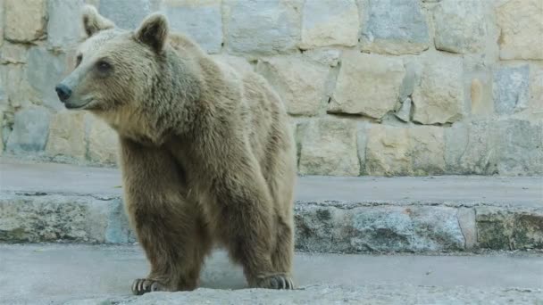 4k бурый медведь (Ursus arctos ) — стоковое видео