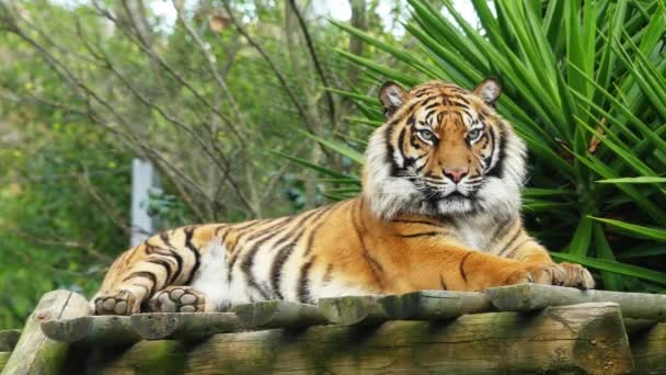 Tijger is de grootste kat soorten — Stockvideo