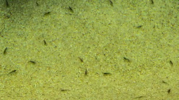 Caridea, communément appelée crevettes caridiennes — Video