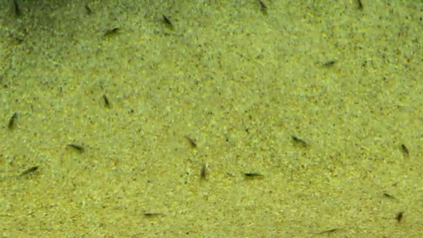 Caridea, commonly known as caridean shrimp — Stock Video