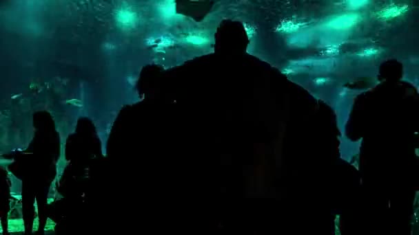 Silhouetten van mensen in aquarium — Stockvideo