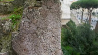 Büyük gri martı Roma, İtalya