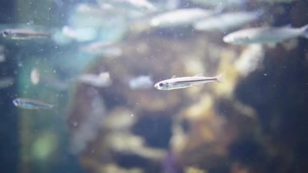 Underwater world with different fishes — Stock Video