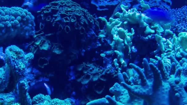 Oceanarium med många olika arter av fisk — Stockvideo