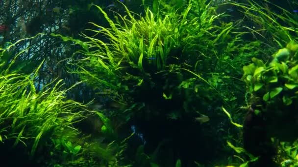 Ozeanarium mit vielen verschiedenen Fischarten — Stockvideo