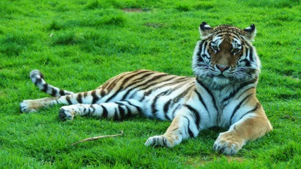 Tiger ist größte Katzenart — Stockvideo