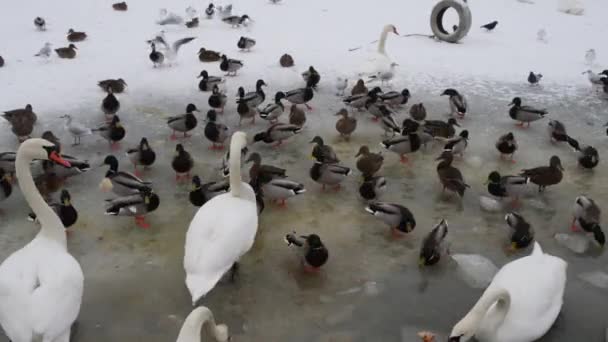 Patos e cisnes no buraco de gelo — Vídeo de Stock