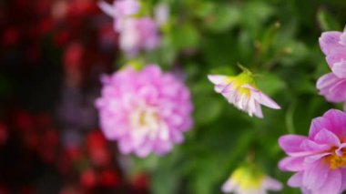Dahlia bitki
